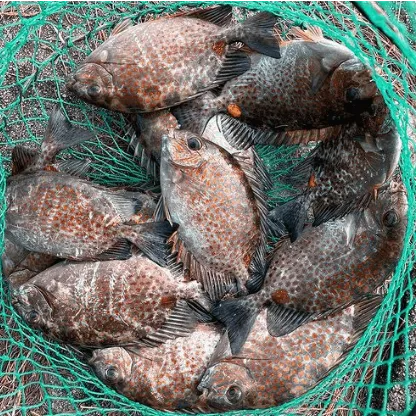 fishingguds